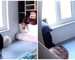 Woman Is Alarmed By Footage Of Her Dog’s Behavior For 10 Hours Every Day