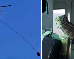Owl Flies Inside Helicopter To Thank Pilot For Fighting California Wildfire