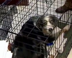 Missing Dog Was Captured After 4 Years, But His Owner Didn’t Want Him Back