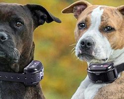 Petco Ends Sale Of Shock Collars: “They Increase Fear & Anxiety In Dogs”