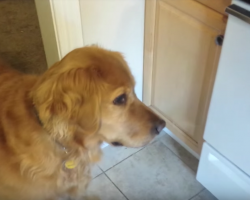 Picky Dog Won’t Eat Her Dry Food Until Dad ‘Cooks’ It