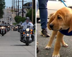 Over 500 Bikers Ride Out In Huge Rally To Raise Awareness About Animal Abuse