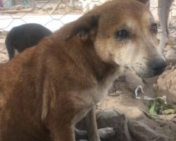 Dog Spent Her Days Under A Bush Since Kids Picked On & Bullied Her For Being Old