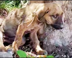 Confused Puppy Pelted By Tiny Bullets & Tied Up With Wire, Felt It’s All His Fault