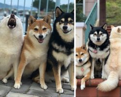 One Rebel Dog Always Messes Up Their Family Photo Sessions