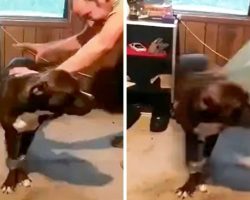 Man Duct Tapes His Rescue Dog’s Legs And Jump-Kicks Him Across Room For Laughs