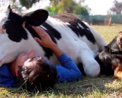 Calf Was Being Abused Before His Slaughter, Man Showed Him Love With A Snuggle