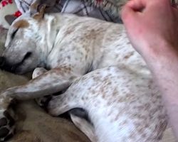 Dog Has A Nightmare, But Dad’s Soft Touch Puts The Sweetest Smile On His Face