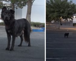 Friendly Stray Didn’t Trust Humans, Was Careful Not To Lead Them To Her Pups