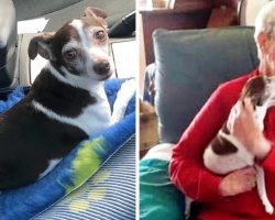 85-Year-Old Woman’s Dog Passes Away, But No One Will Let Her Adopt A New Dog