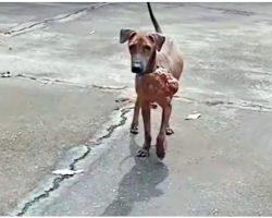 Stray Afraid Of People Works Up The Courage To Ask 1 Man To Take His Pain Away