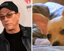 Jean-Claude Van Damme Saves Chihuahua From Euthanasia For Having Wrong Passport