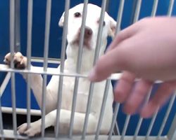 All Dogs In Shelter Get Adopted On Adoption Day, But One Dog Gets Left Behind