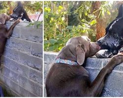 Lab Uses Step Stool To Say Hi To His Great Dane Best Friend Over The Fence