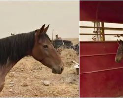Fearful Wild Horse Risks Her Freedom To Bring Back The Baby She Lost