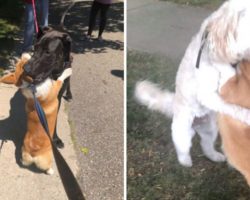 Loving Corgi Hugs Every Dog He Meets On His Walks