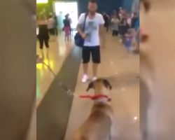 Dog Stops And Stares At The Owner He Hasn’t Seen In Three Years