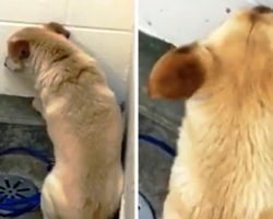 Family Dumped Dog Because He Got Old, Now He Sits In A Corner Facing The Wall