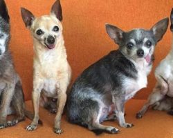 Senior Dogs Adopted Together Don’t Have A Single Tooth – And They’re Perfect