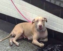 Dog Tied And Dumped In Subway Stares At Commuters Hoping Someone Will Help Her