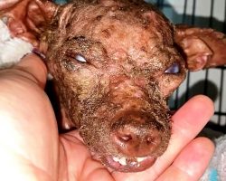 “Hideous” Dog Looked Like A Rotting Mummy, And They Put Her On Top Of Kill-List