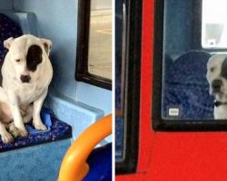 Bus Driver Finds Lonely Dog On His Bus, Stays With Him All Night To Comfort Him