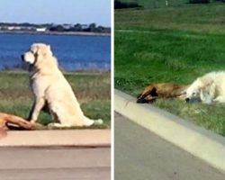 Dog’s Best Friend Gets Hit By A Car, Dog Sits Guard Next To Her Body For Hours