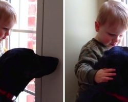 Pet-Sitter’s Son Pets And Comforts Sad Dog Who Was Missing His Family Awfully