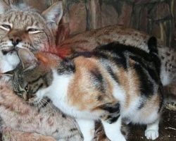 Kitten Breaks Into The Zoo And Befriends A European Lynx
