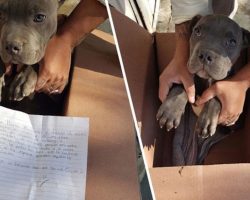 Courageous Boy Leaves His Helpless Puppy At Shelter With A Note So His Dad Can’t Beat It Anymore