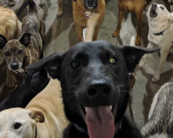 Huge Dog ‘Selfie’ From Doggy Daycare Is Everyone’s Favorite New Photo