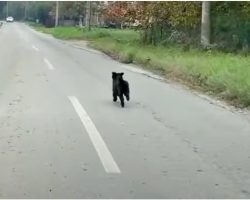 Dog Desperately Fled & They Drove Faster To Run Him Off The Road