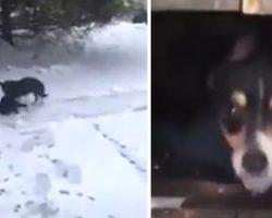 Dog Finds Cat Freezing In The Snow And Drags Her To Safety