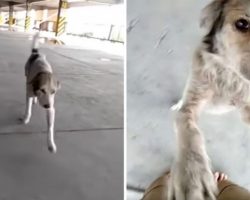Dog Who Was Missing For Months Cries When His Dad Finally Finds Him