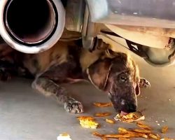 Woman Sees “Dead Dog” Under Her Truck, Stoops Down To Have A Look And Freezes