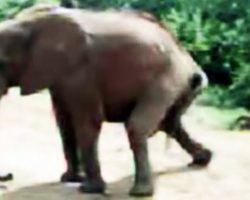 Elephant Returns To Her Old Sanctuary 2 Decades Later, Leaves Workers Confused