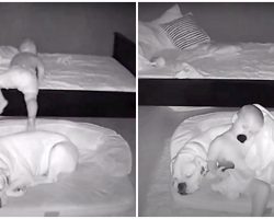 Toddler Sneaks Out Of Bed In Middle Of Night To Cuddle Up Next To Best Friend