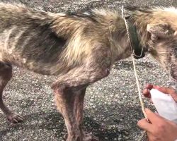 Woman Divorces Man, So He Ties Her Husky Out To Waste Away For 2 Years