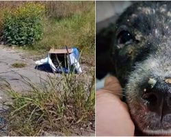 Not A Soul Knew A Forgotten Dog Was Living Inside A Box In Barren Wasteland