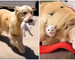 Golden Finds Struggling Stray Kitten, Carries Him Home & Becomes His New Mom
