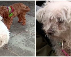 Cavapoo Finds 16-Year-Old Blind & Deaf Dog Who Vanished In The Ice-Cold Night