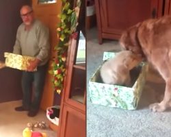 Gift Helps Fill The Recent Void Left In Grieving Golden Retriever’s Life