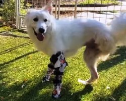 Dog Was Born With Just One Leg, She’s Grown Up To Inspire Kids Just Like Her