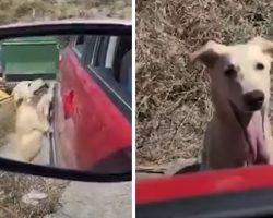 Homeless Dog Approaches Stranger’s Car In Hopes Of Being Rescued