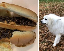 Someone Attempted To Poison Neighborhood Dog With Laced Hot Dog Bun
