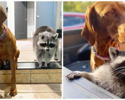 Abandoned Baby Raccoon Wrestles, Snuggles, & Plays With Couple’s Big Dog