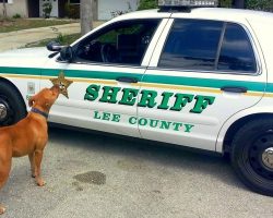 Cops Get Called About “Large Pit Bull” On The Loose, But The Dog Gets Too Close