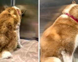 Unloved Dog Buries Her Face In A Corner In An Attempt To Become Invisible Again