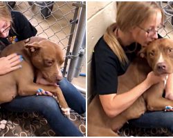Mama Dog Sulked In Shelter For 400 Days After All Of Her Pups Got Adopted