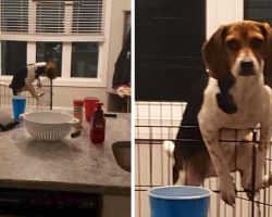 Puppy Thinks Mom Isn’t Home And Tries Escaping, Then Makes Eye Contact With Her